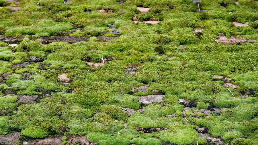 Tuiles d’un toit recouvertes d’une épaisse couche de mousse verte